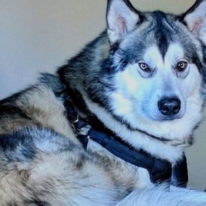 Meet your Posher, Tami